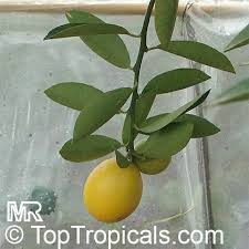 Image result for Citrus × aurantiifolia