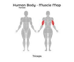 It's what babies and menstrual blood leave the body through. Female Human Body Muscle Map Triceps Vector Illustration Eps10 Stock Vector Adobe Stock
