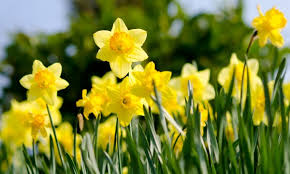 Maybe you would like to learn more about one of these? Guide To Flowers That Grow Well In Canada Smart Tips