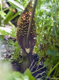 Image result for Sauromatum venosum