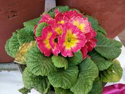 Image result for Primulaceae