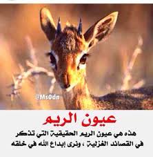 كلمات قصيدة ريم حصري جدا اجمل بنات