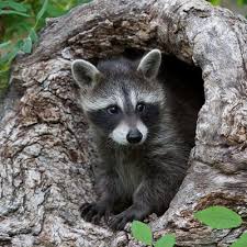 A garage or basement is suitable for these purposes. Raccoons The Humane Society Of The United States