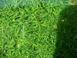 Image result for Kotschya stolonifera