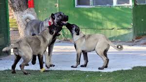 200 Bin Liralik Kangal In Yavrulari Icin Siraya Girdiler