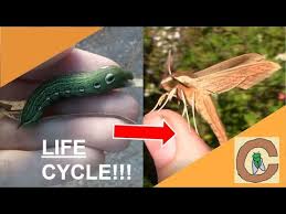 We did not find results for: The Life Cycle Of A Tersa Sphinx Moth Youtube