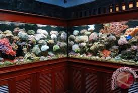 Bagi kalian yang menyukai dunia perikanan bahkan menjadikannya sebagai sebuah hobi untuk memelihara ikn dan mengembangkannya menjadikan sebuah bisnis yang cukup menjanjikan, sangat penting untuk anda memiliki model meja aquarium kayu berikut: Kiat Merawat Ikan Hias Republika Online