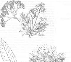 Image result for Solanecio mannii