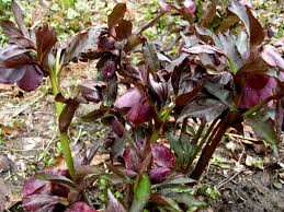 Check spelling or type a new query. Helleborus Torquatus Carolyn S Shade Gardens