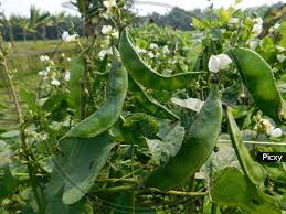 Image result for Dolichos sericeus