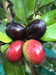 Image result for Acokanthera laevigata