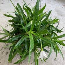 Image result for Xerophyta kirkii