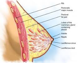Inflammatory breast cancer (ibc) is a rare and aggressive form of breast cancer that often appears as a rash or an irritated area of skin. Breast Cancer Adelaide Consultation Detailed Information About Breast Cancer Breast Cancer Endocrine And General Surgery Dr Andrew Kiu