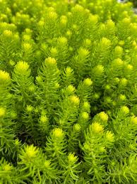 Image result for Sedum ruwenzoriense
