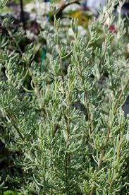 Image result for Eriocephalus