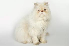 Himalayan cats are among the most beautiful breeds in the world. Characteristics And Care Of Persian Cats Lovetoknow