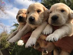 Satilik Golden Retriever Fiyatlari Kopek Dunyasi