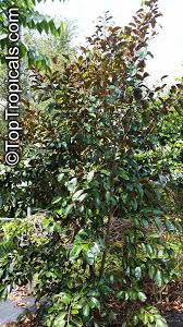 Image result for Chrysophyllum