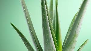 However, it's generally safe to consume the product within three weeks of opening it. You Should Keep Aloe Vera In Your Kitchen Here S Why