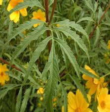 Image result for Bidens kirkii