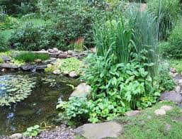 Bog Garden Or Marsh Garden How To Develop A Bog Garden Bog Plants Natural Landscaping Bog Plants Garden Landscape Design