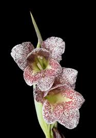 Image result for Gladiolus ecklonii
