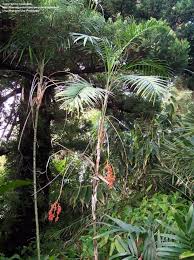Image result for Chamaedorea radicalis