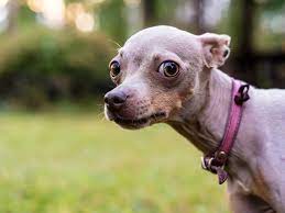 Dog Ears Held Back Why Dogs Put Their Ears Back The Wildest