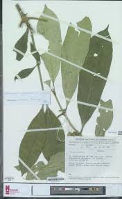 Image result for Craterispermum schweinfurthii