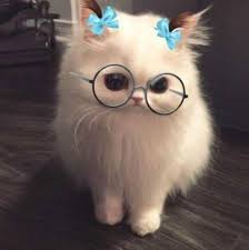 cute cat harry poter cat sevimli kedi yavrulari komik hayvan alintilari komik hayvan fotograflari