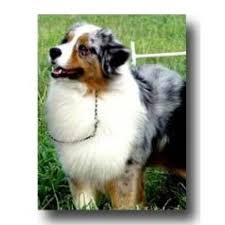 See our comprehensive list of australian shepherd breeders from around the world to help bring home the puppy of your dreams. Hatch Aussies Australian Shepherd Dog Breeder In Queen Creek Snowflake Arizona