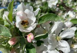 Dann, wann beginnt der frühling in südtirol?. Von Der Blute Zum Apfel Mosterei Kobelt