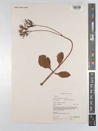 Image result for Kalanchoe lateritia