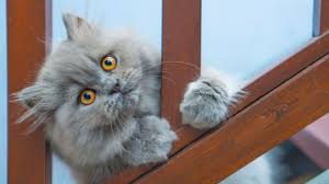 Changing fur color can indicate illness in some cats, so if you notice that he's taking on a new hue, keep an eye out for other symptoms. 8 Facts About Persian Cats Kings Of The Lap Nappers Howstuffworks