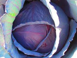 How To Grow Red Cabbages Vegetable Gardening Cabbage Plant Cabbage Vegetable Growing Cabbage
