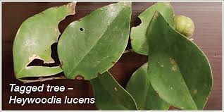 Image result for Heywoodia