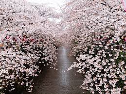 Pembahasan kali ini tentang gambar batik dengan judul 23+ gambar batik bunga sakura, paling keren!. Inilah 24 Foto Bunga Sakura Terbaik Tahun Ini Menakjubkan Berita Jepang Japanesestation Com