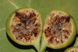 Image result for Ficus ottoniifolia