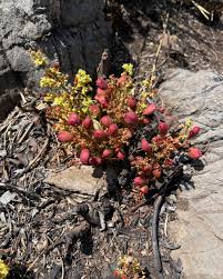 Image result for Parinari capensis