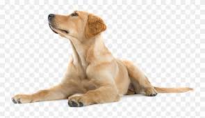 We did not find results for: Adoption Rescue Labrador Retriever Png Clipart 506822 Pikpng