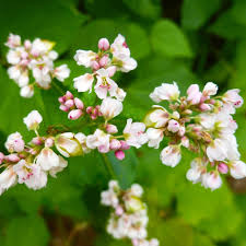 Image result for Fagopyrum esculentum