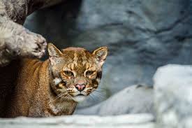 Diese können das knochengewebe heilen. 12 Raubkatzen Die Du Vielleicht Nicht Kennst Wwf Blog