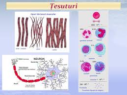 Elementele figurate ale sângelui sunt eritrocitele, leucocitele și trombocitele. Tesuturi Vegetale Si Animale Prezentaciya Doklad