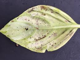 There are several brown spotted leaves on one of the ladies. Black Spots On Basil Bitknitting
