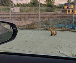 Fennec Fox - 6 For Sale On 1Stdibs | Fennec Fox For Sale, Fennec Fox Sale, Fennec  Foxes For Sale