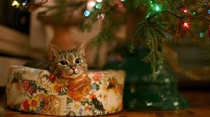 Christmas Hd Wallpaper 1080p 1920x1080 Christmas Cats Christmas Animals Cats