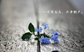 雏鸟的梦想