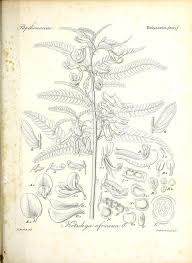 Image result for Kotschya africana