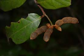 Image result for Monanthotaxis trichantha