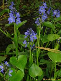 Image result for Monochoria